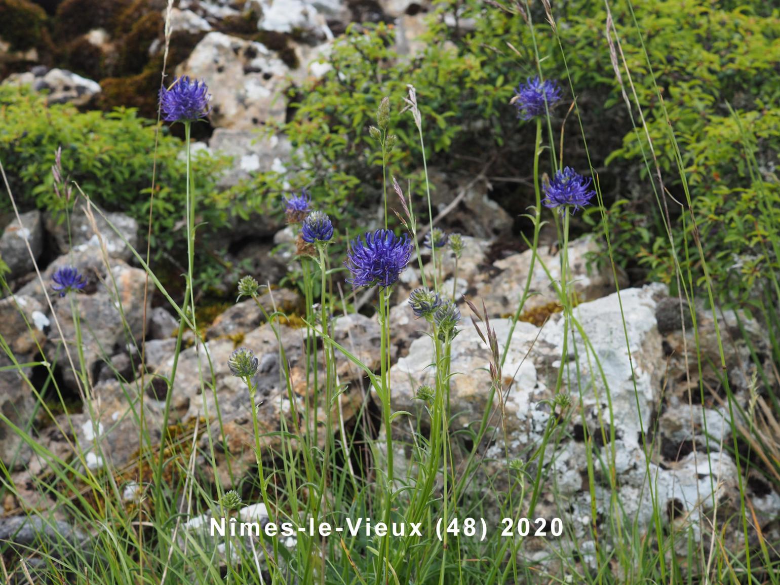 Rampion, Round-headed
